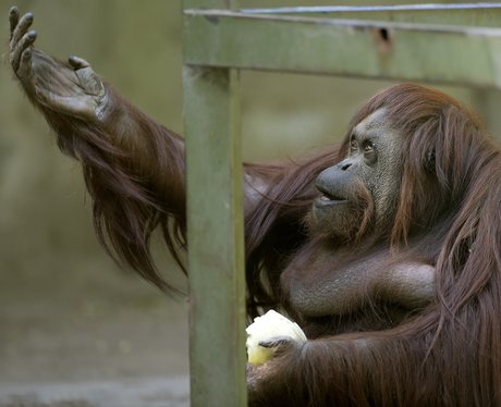 Orangutan Hamlet Shakespeare