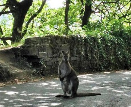 On-the-run wallaby