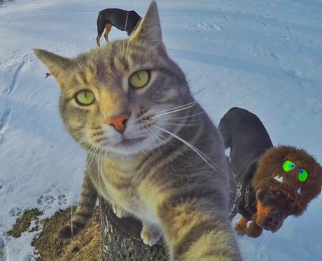 cat taking a selfie