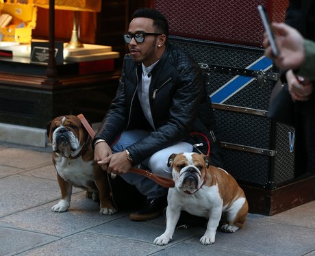 Lewis Hamilton walking his dogs