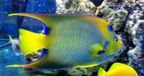 Destination Aquatics