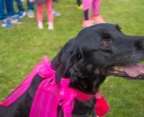 Race for Life Norwich 2016 Dashing Dogs