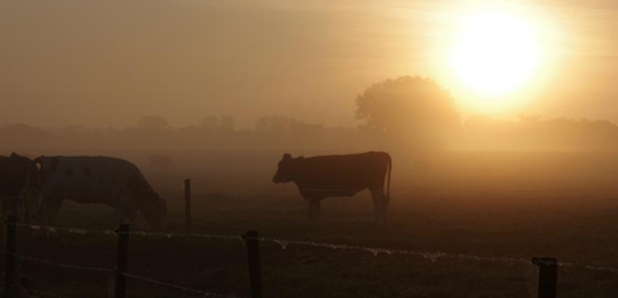 cows meadow sunset
