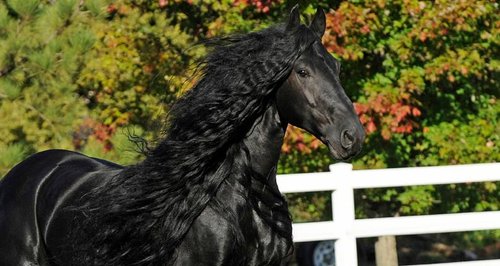 Frederik the Great horse