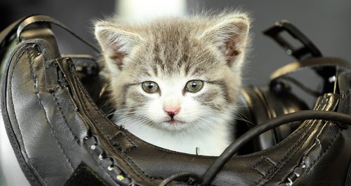 Meet 'Tigger' the cat found in Cornwall