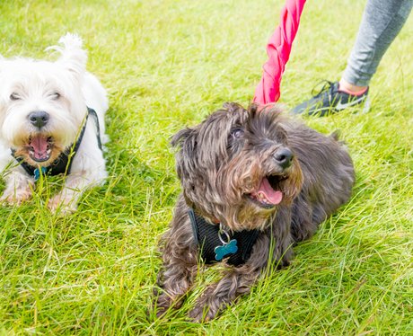 Race for Life Ipswich 2016