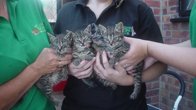 Kittens Reportedly Thrown At Train Near Norwich - Heart East Anglia