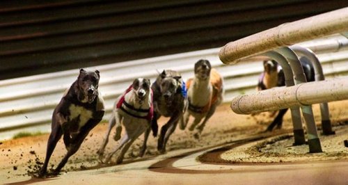 Peterborough Greyhound Stadium