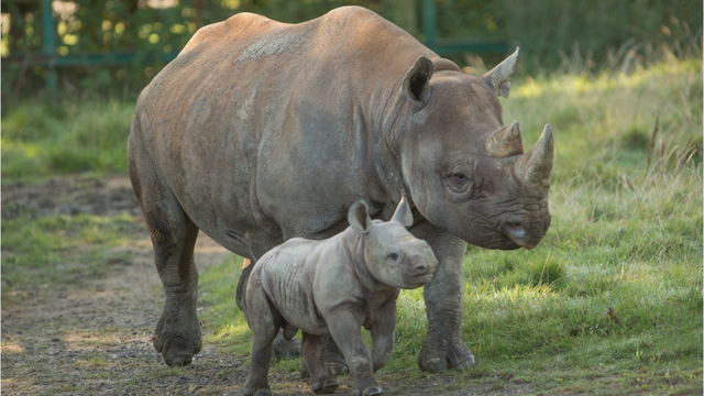 Meet Kent's New Baby Rhino - Heart Kent