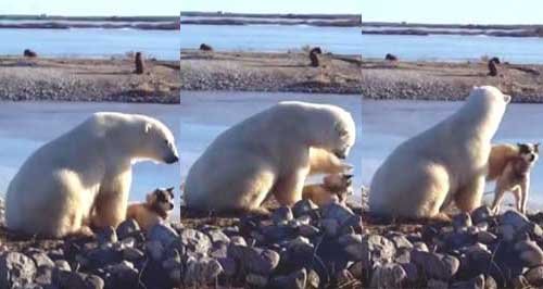 Polar bear and dog