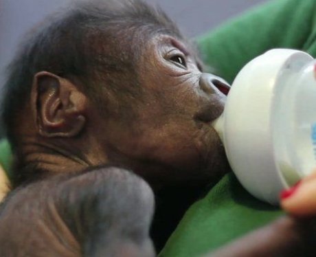 Baby Gorilla Born At Bristol Zoo