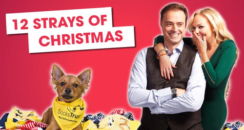 Jamie and Emma's 12 Strays Of Christmas