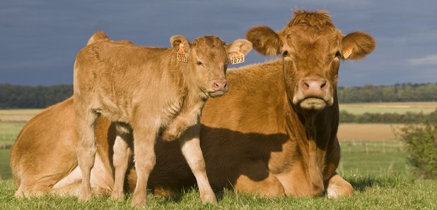 Vaca deitada na relva com o seu bezerro em pé