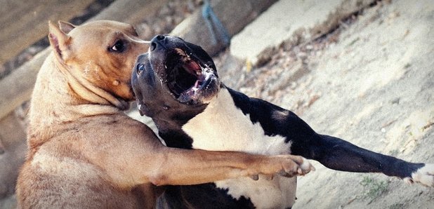 illegal dog fighting