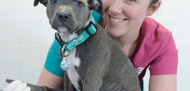 Puppy Macie who swallowed a knife