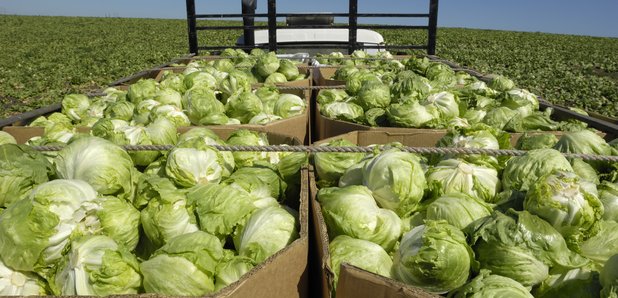 iceberg lettuce harvest