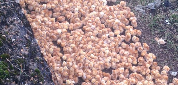 Chicks abandoned in Cambridgeshire