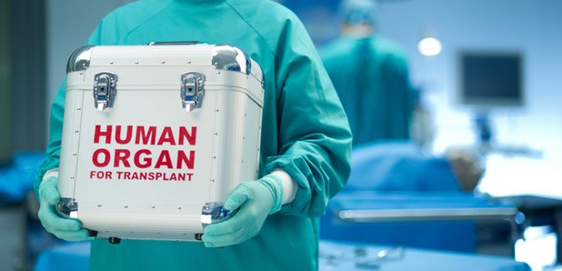 Organ stock photo
