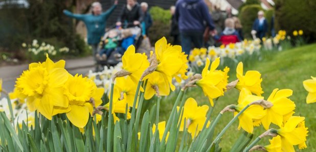 Thriplow Daffodil Weekend