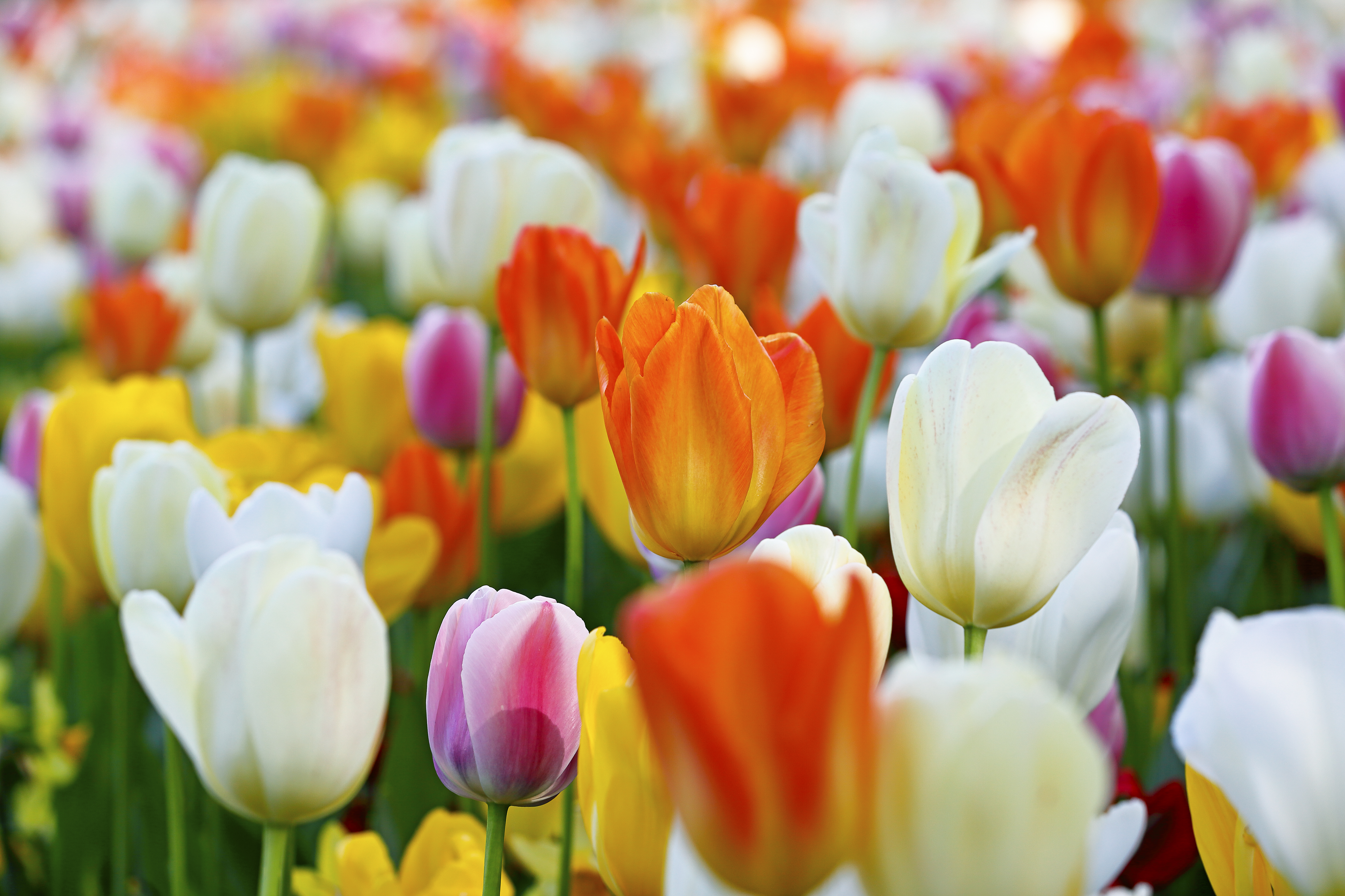 Spring Has Sprung And Here Are The Pretty Flowers You Will ...