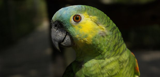 Sheffield Tropical Butterfly House parrot