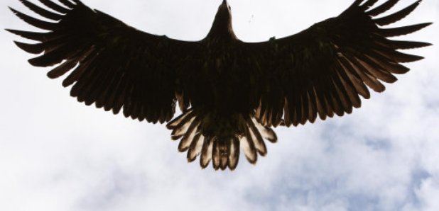 Eagle in Scotland
