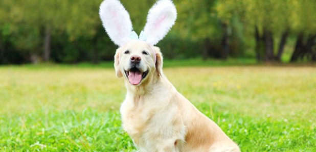 easter dog
