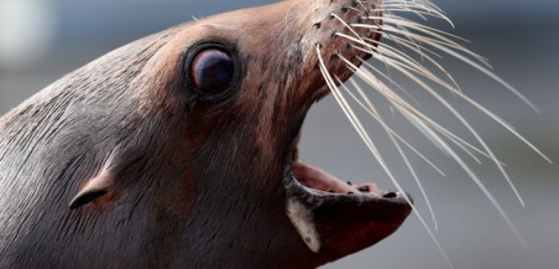 Sea Lion Bella Blair Drummond