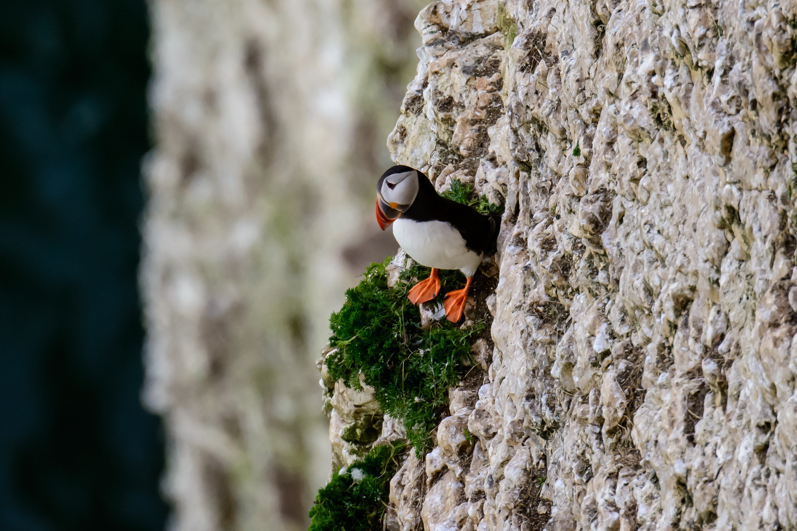 Puffins Are Officially Under Threat Of Global Exti
