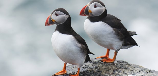 How the adorable Atlantic puffin came back from near extinction