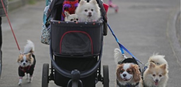 Pet dogs