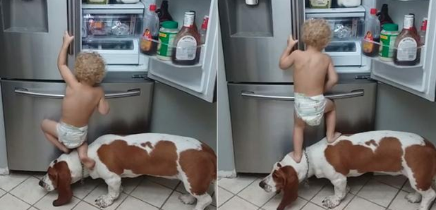 Baby and dog raid the fridge video asset