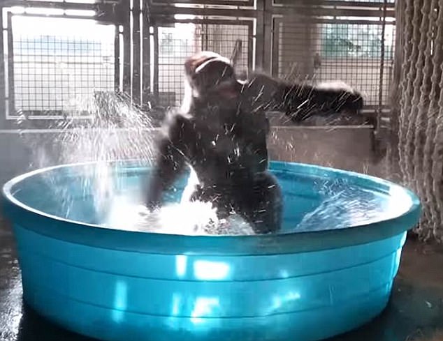 WATCH! Gorilla Going Bonkers In His Tub Will Have 
