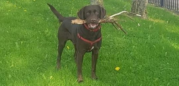 Coco labrador hit and run walker