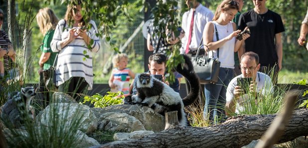 Lemur Loop Marwell Zoo