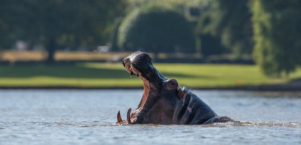 longleat hippo