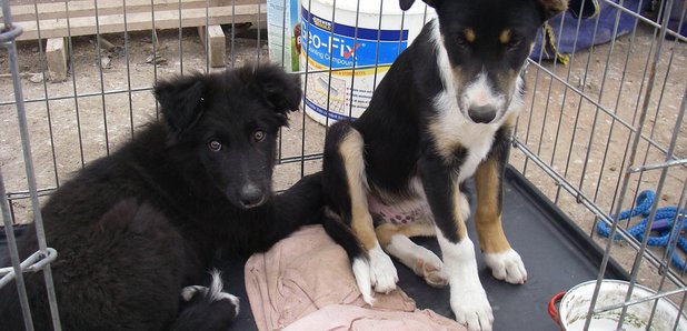 Puppies abandoned in Colwyn Bay