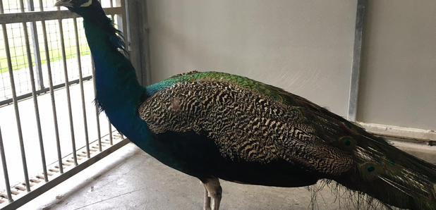 Sparky the peacock
