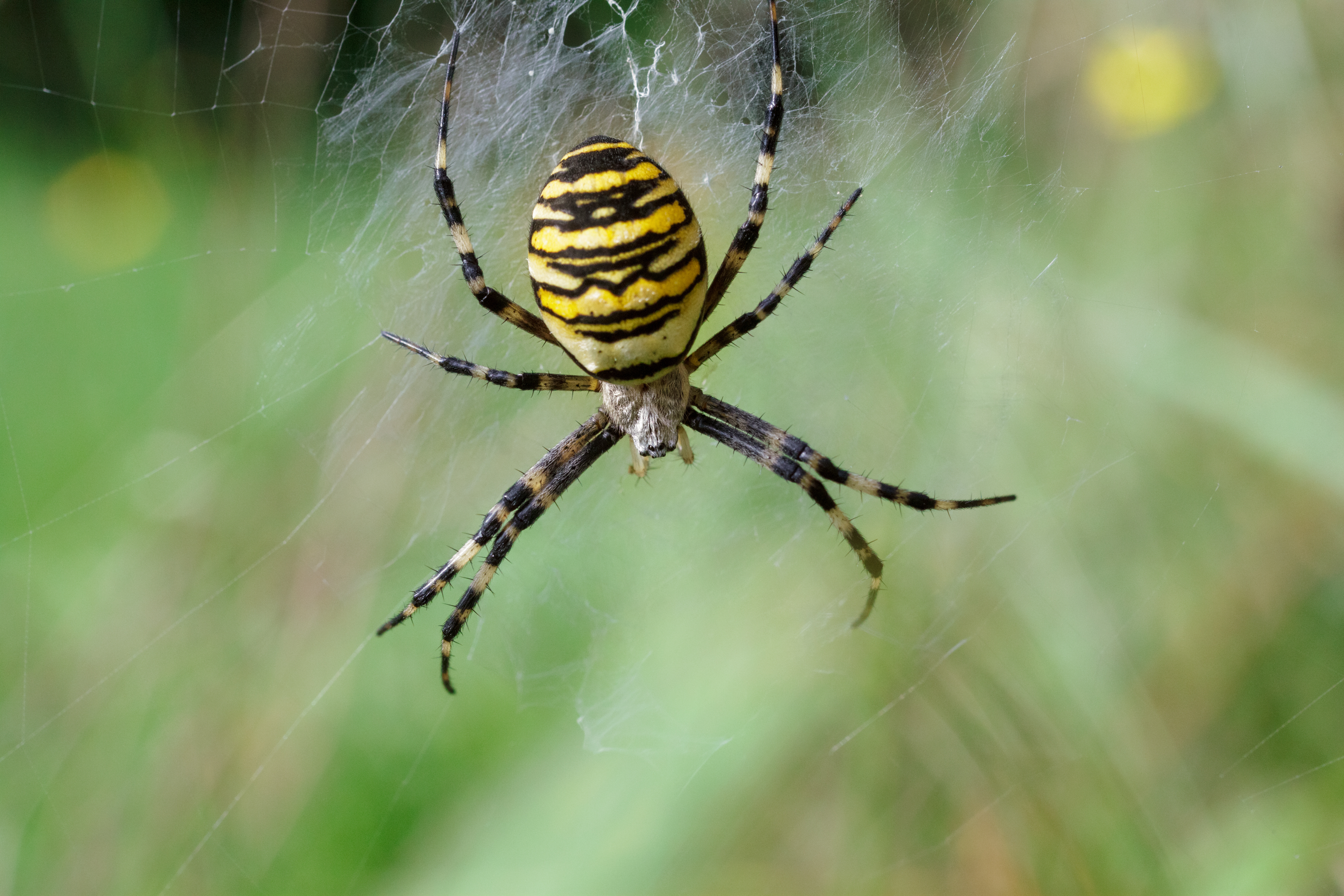 These Are The Aggressive And Poisonous Spiders To Look Out For In
