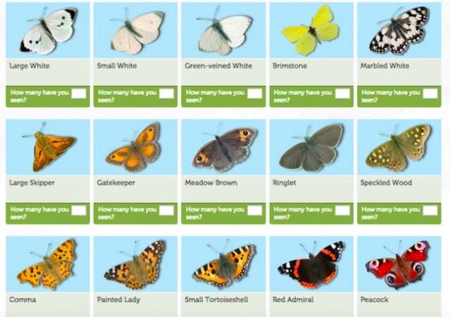 David Attenborough Butterfly Chart