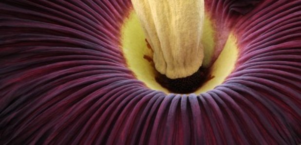 Giant, Smelly 'Corspe Flower' Blooms In Edinburgh - Heart Scotland