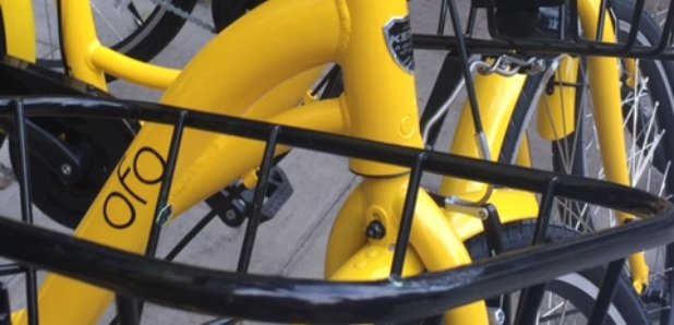 Lots of OFO bikes parked next to each other