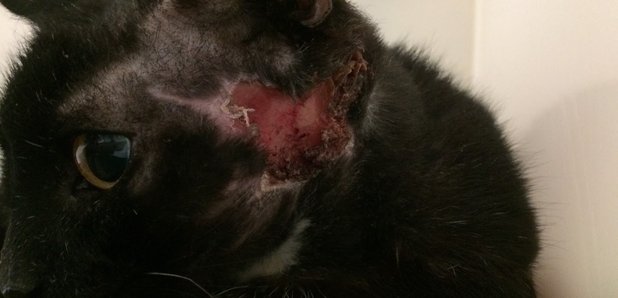 Cat found with open wound to its head