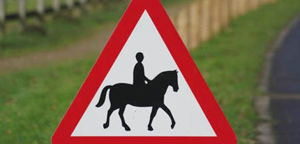 Horse on the road