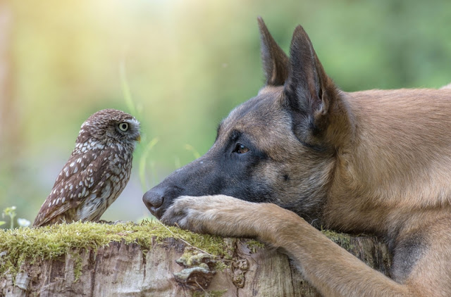 Best mates Ingo and Poldi, the Belgian Shepherd an