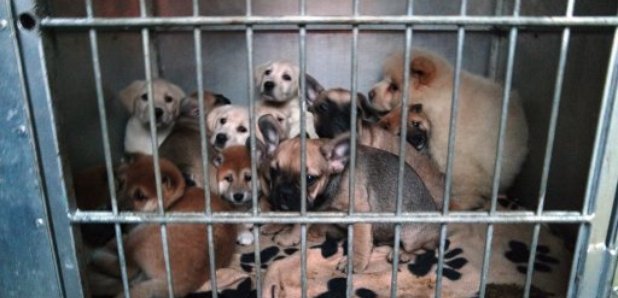 are puppy farms illegal in the uk