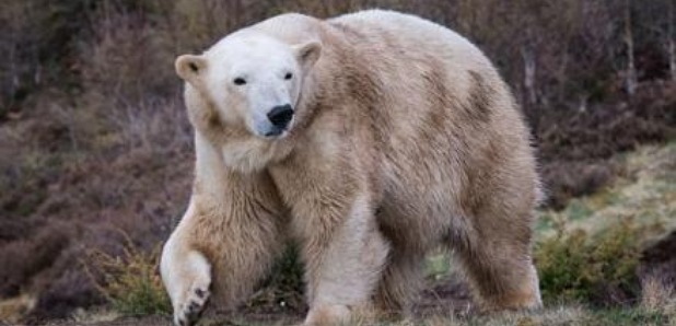 Polar bear highland wildlife park
