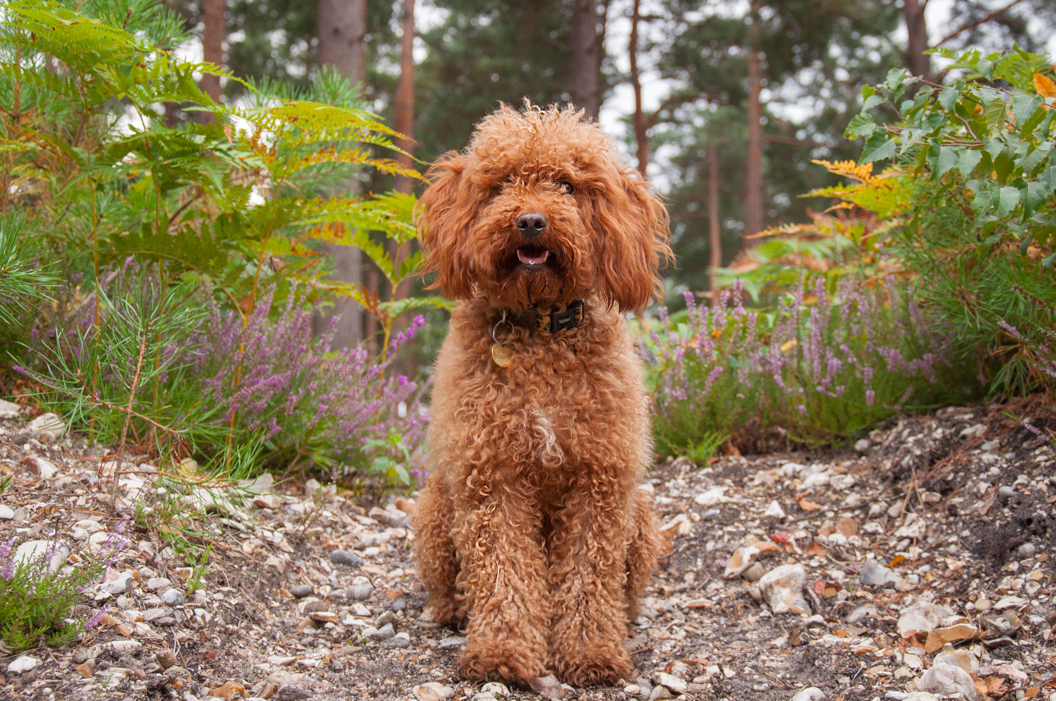 this-breed-of-dog-has-been-voted-officially-the-nation-s-favourite