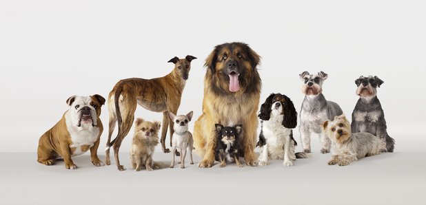 favourite dog breeds