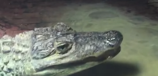 Westcliff Crocodile